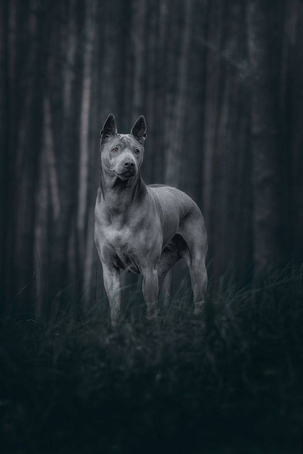 собака, животное, dog, тайский риджбек, Евгений Крутиков