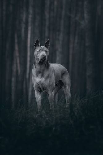 В темном лесу