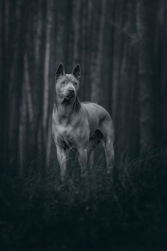 собака, животное, dog, тайский риджбек В темном лесу фото превью