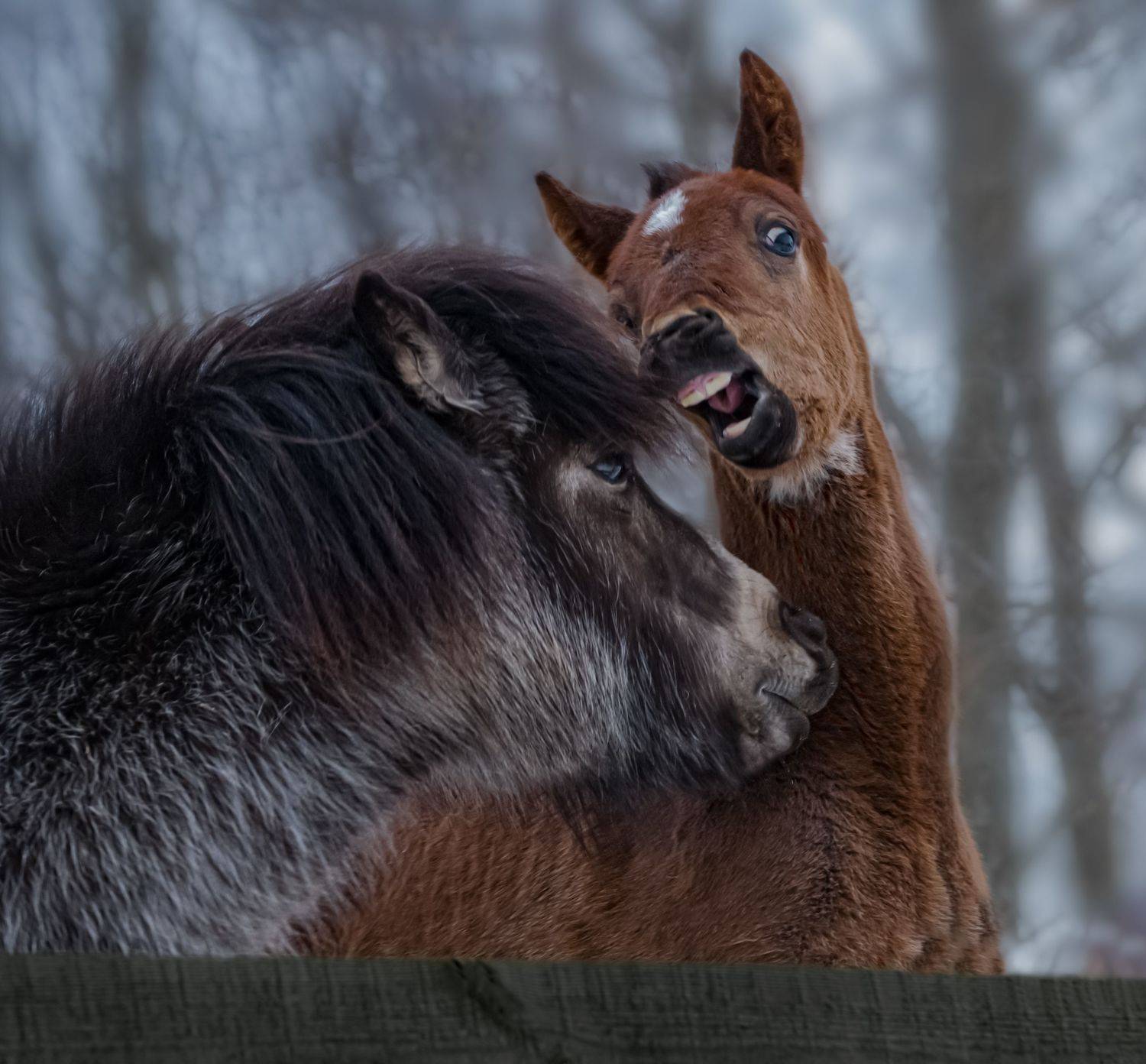 , Черновол Валентин