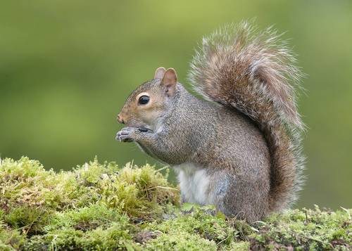Gray squirrel - Каролинская белка