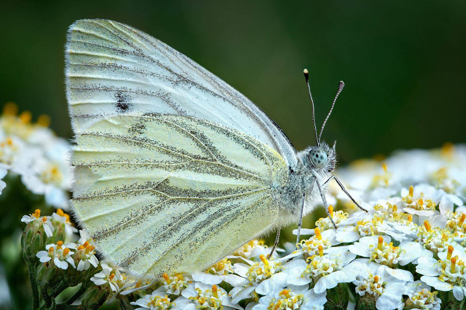 , Антон Финевич