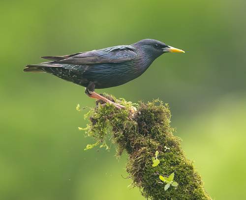 European Starling. Обыкновенный скворец