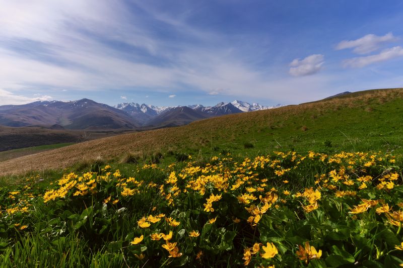 Калужница болотная фото превью