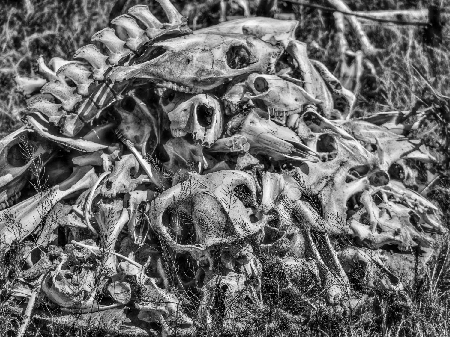 черепа, кости, Михаил