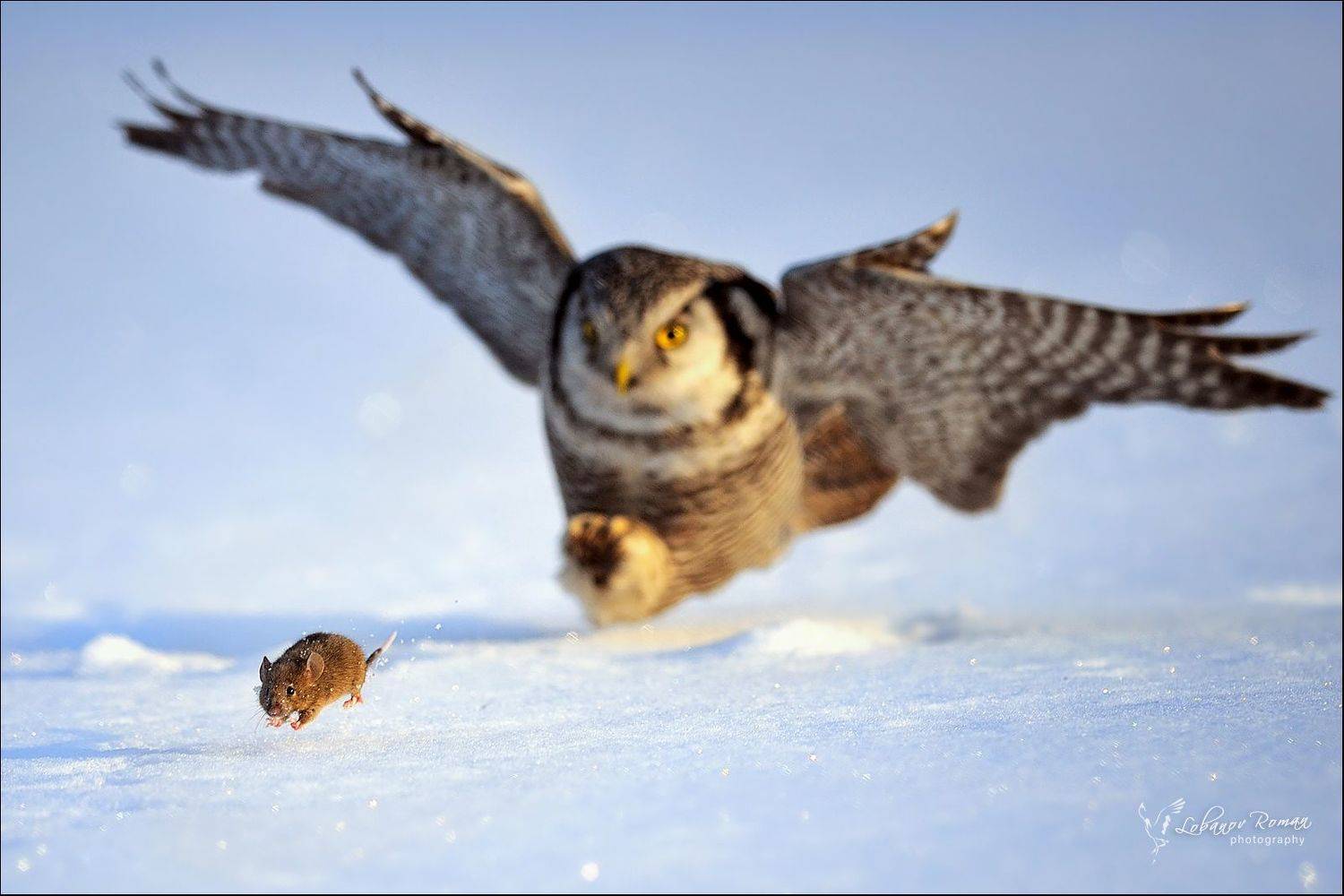 , Лобанов Роман