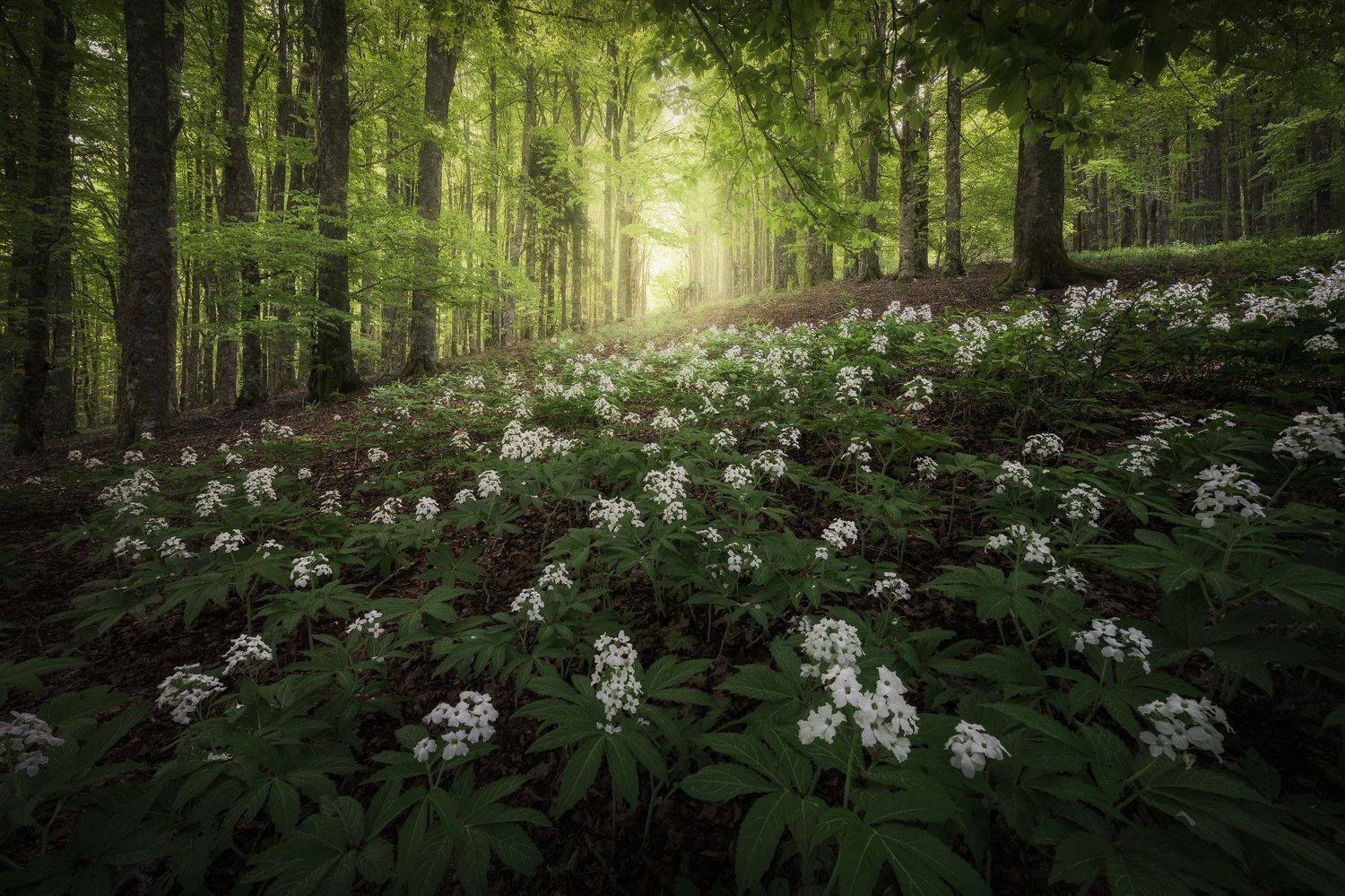 Landscape forest trees flowers spring green magic Alps Italy, Stefano Balma