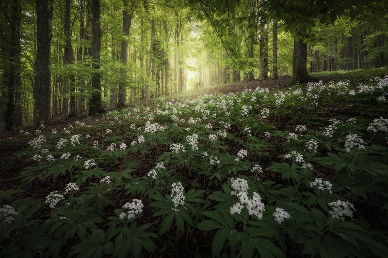 Landscape forest trees flowers spring green magic Alps Italy Ithilien Tales фото превью