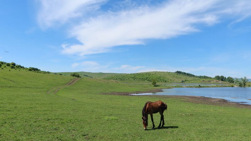 природа,алтай,пейзаж,конь Лето фото превью