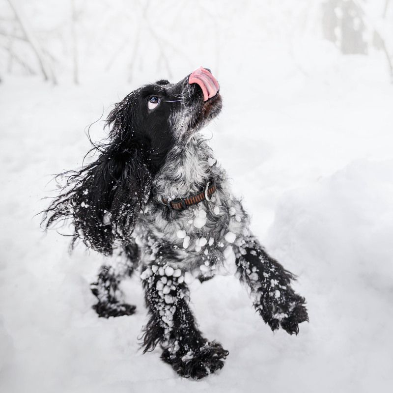 Бунта - снеговичок  фото превью