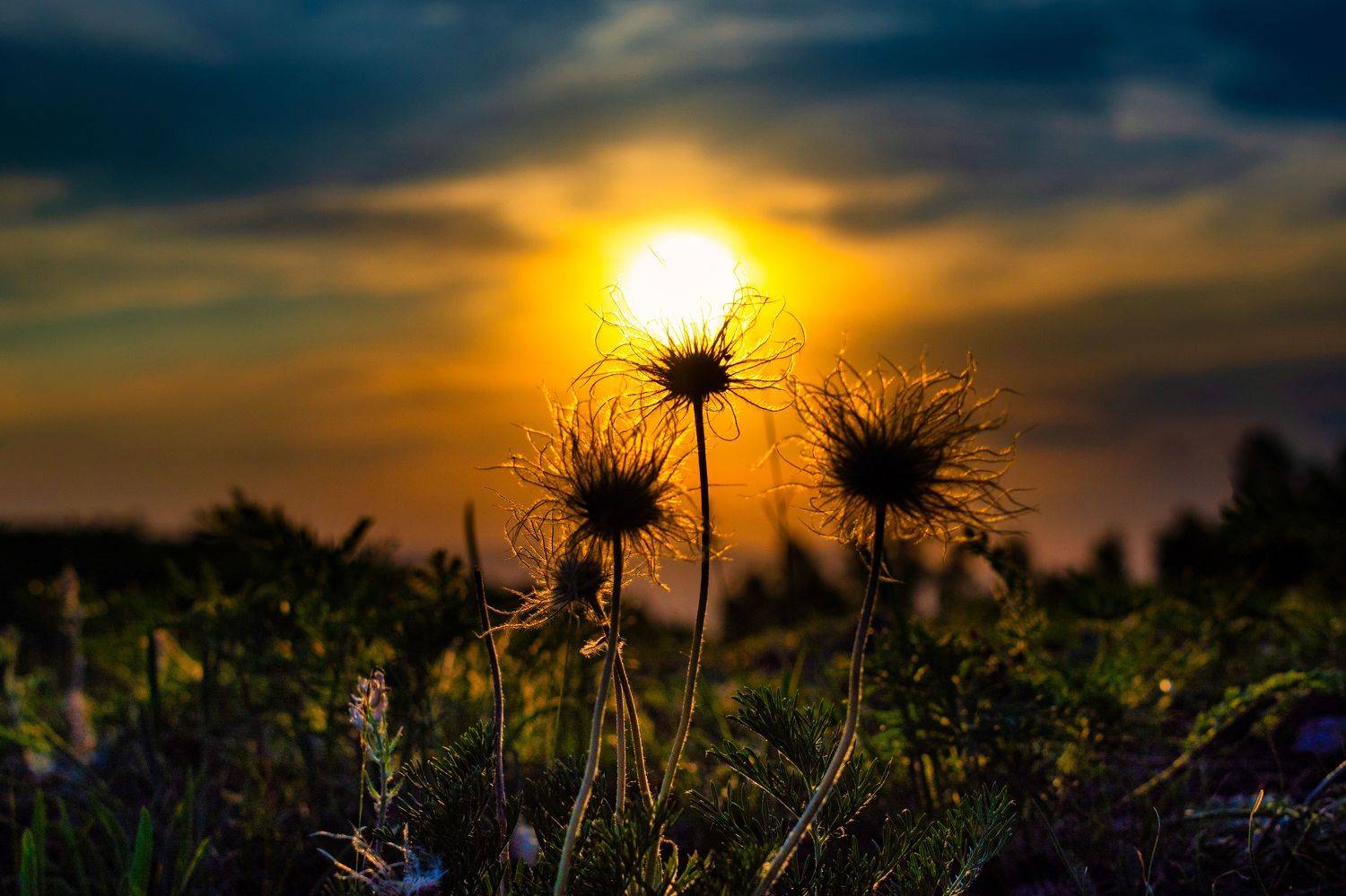 закат,небо,природа,пейзаж,фотограф,цветы,свет, Roman Punenko