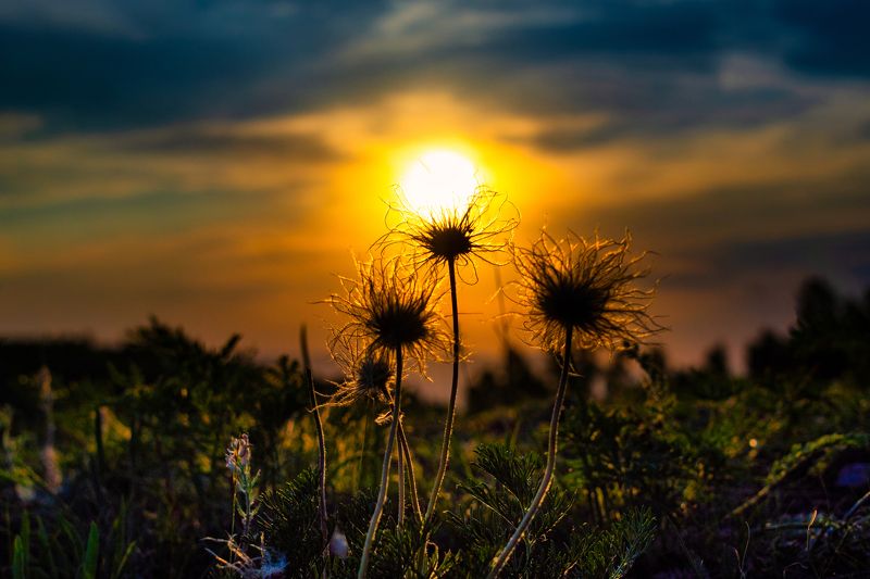 закат,небо,природа,пейзаж,фотограф,цветы,свет . фото превью