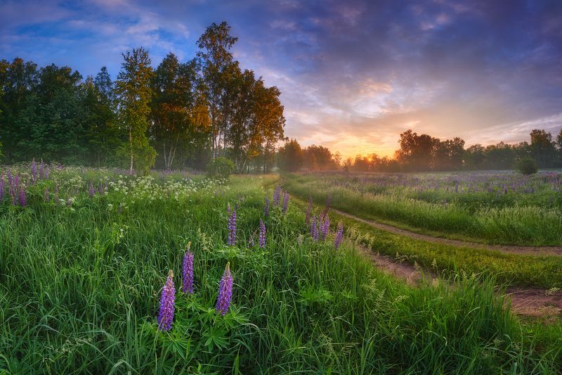 Люпины. Калужская область фото превью
