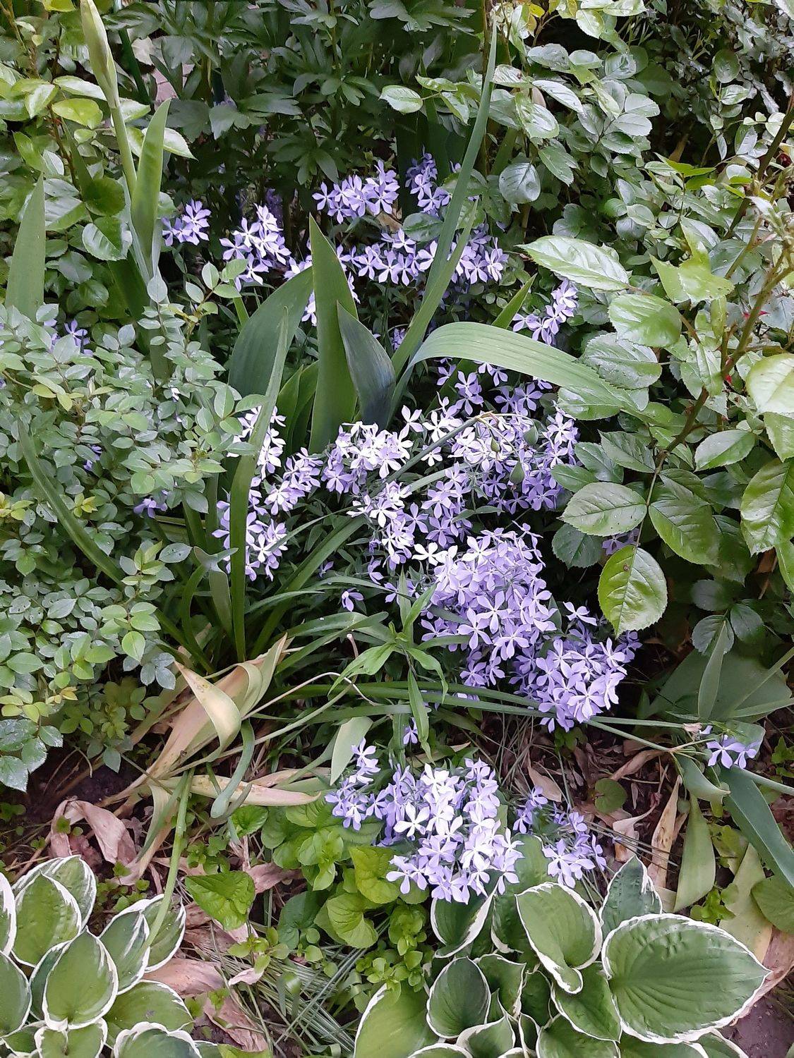 флокс, Maria V. Gorskaya