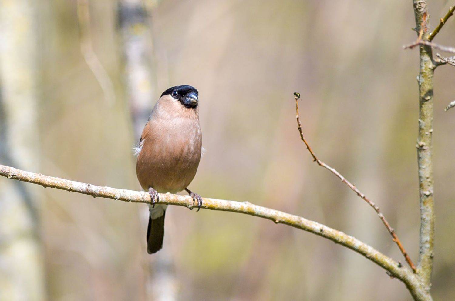 снегирь, жук, КарОл
