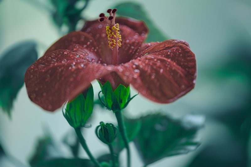 flower,macro.close,grass.beauty,nikon,pleace,love,light,details,petals,fragile,wild,field,water,drops,petals,hibiscus,rose,peace Hibiscus фото превью