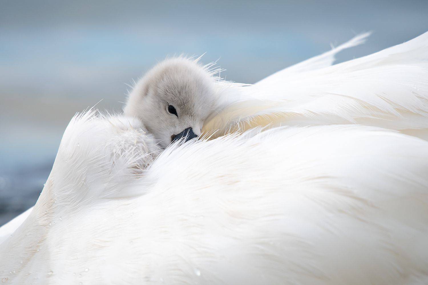 , Александр Абросимов
