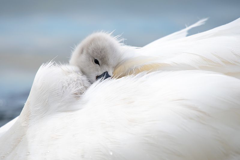 Тихий час. фото превью