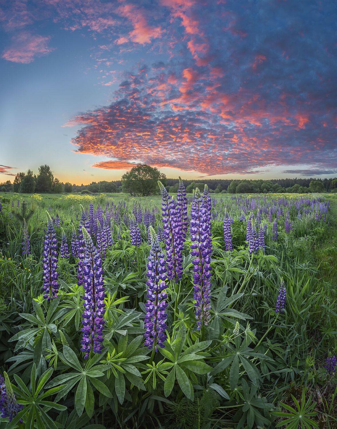 , Николай Андреев