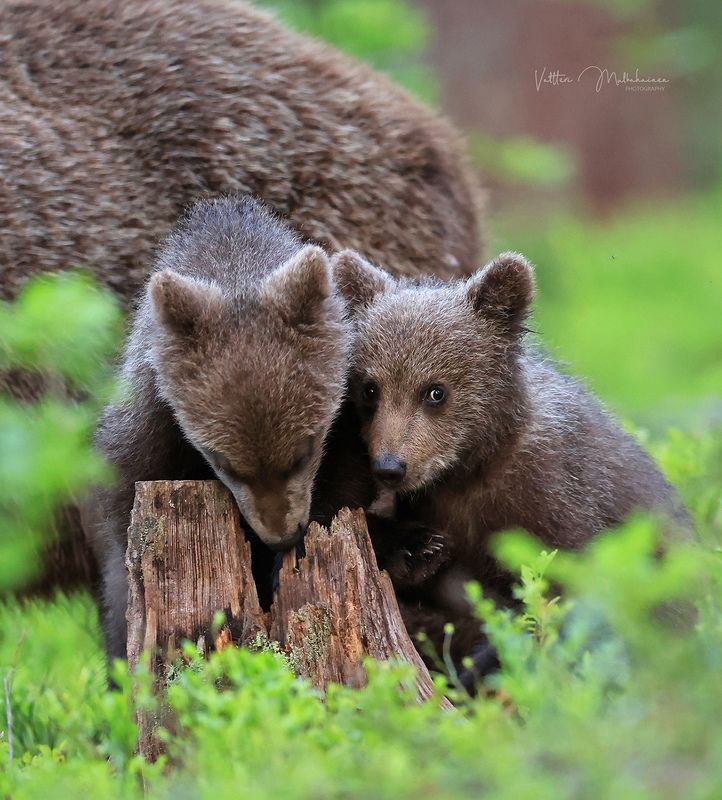 Потапыч, это точно был наш мёд? фото превью