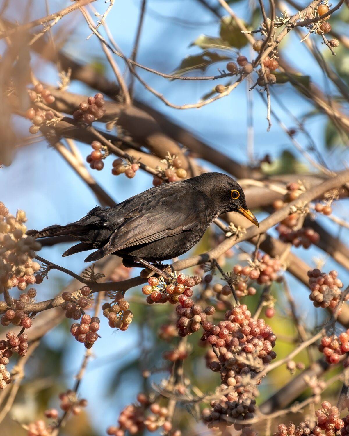 дрозд, Алексей Рыльский