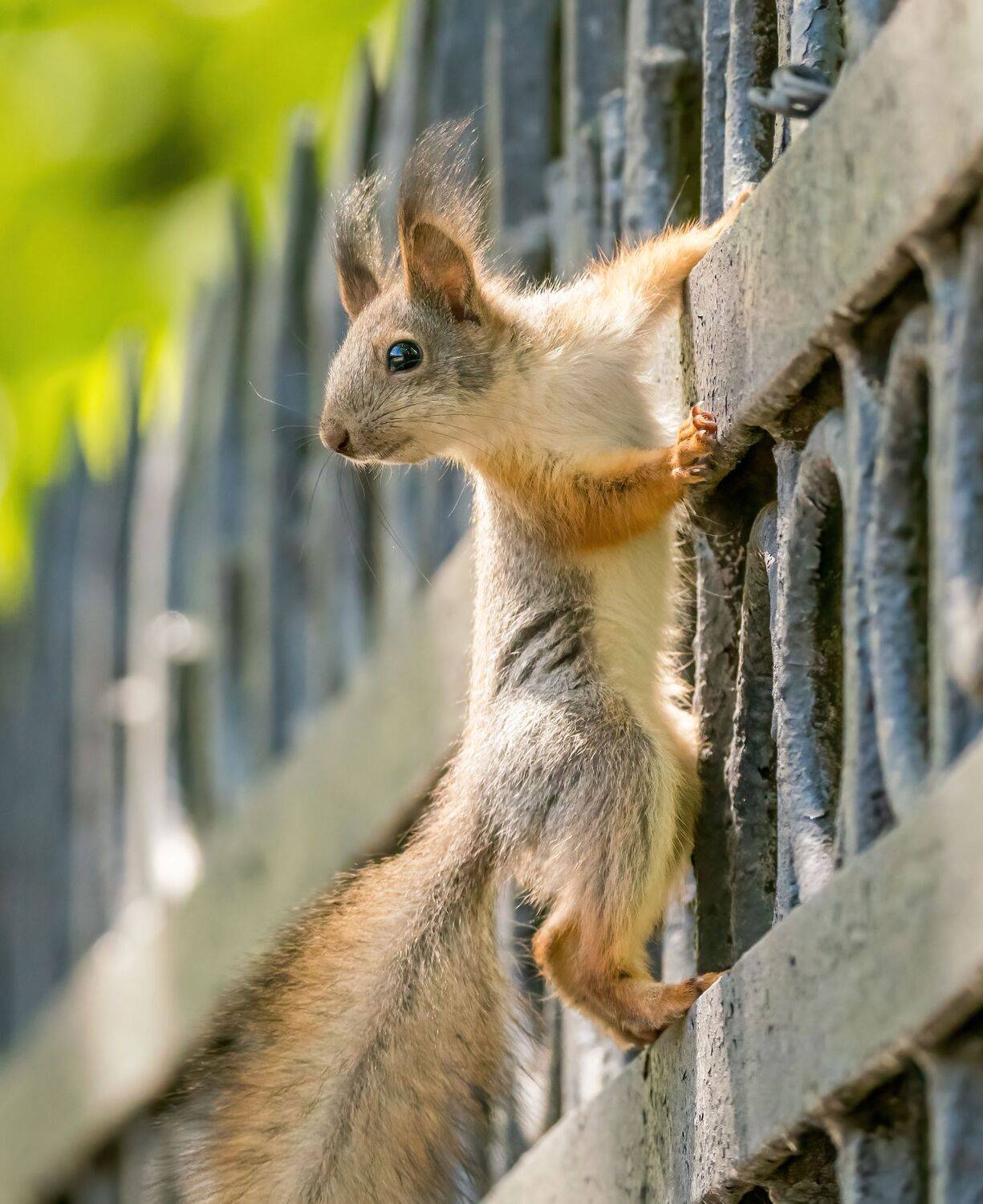 , Константин Дэм