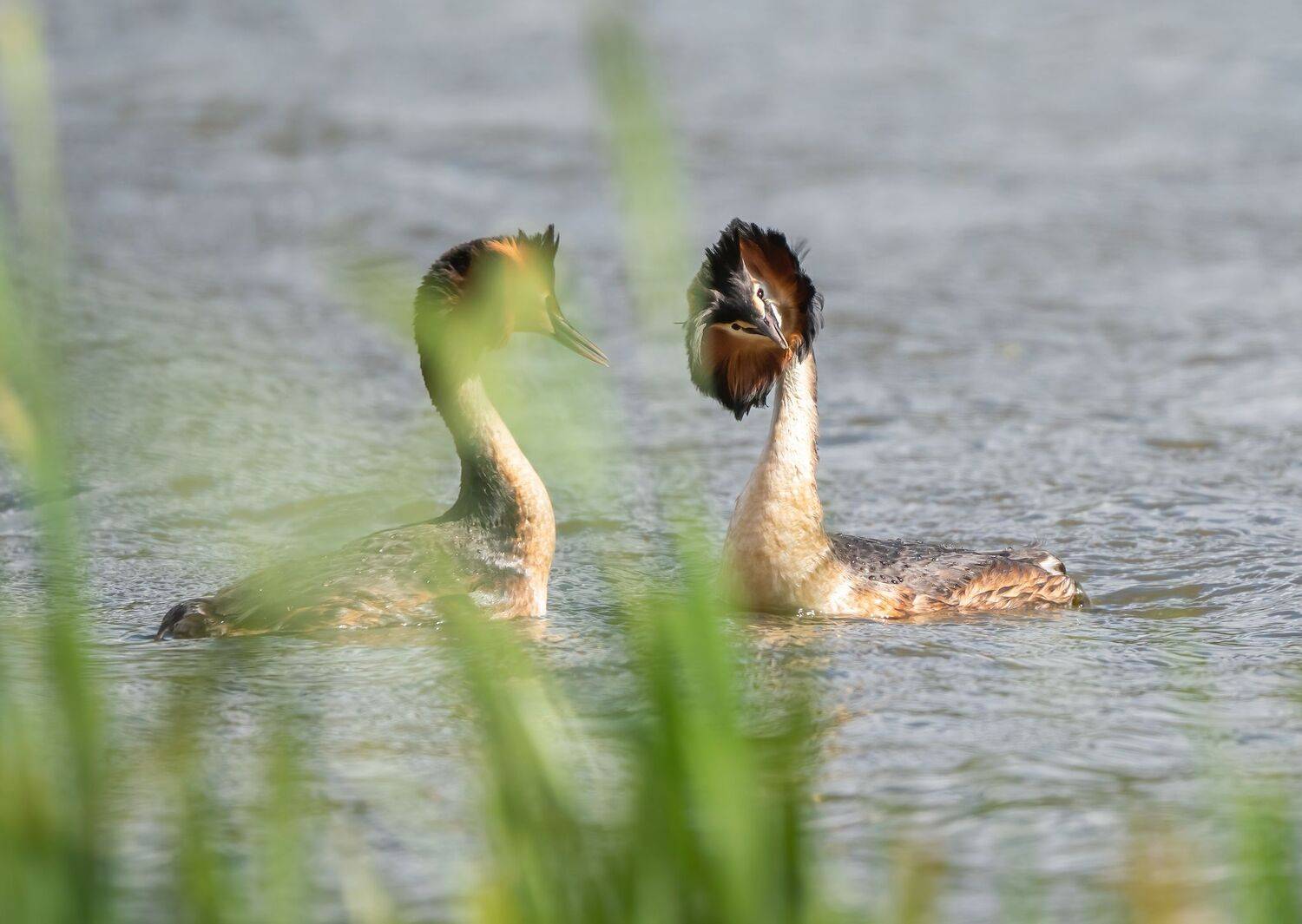 , Константин Дэм