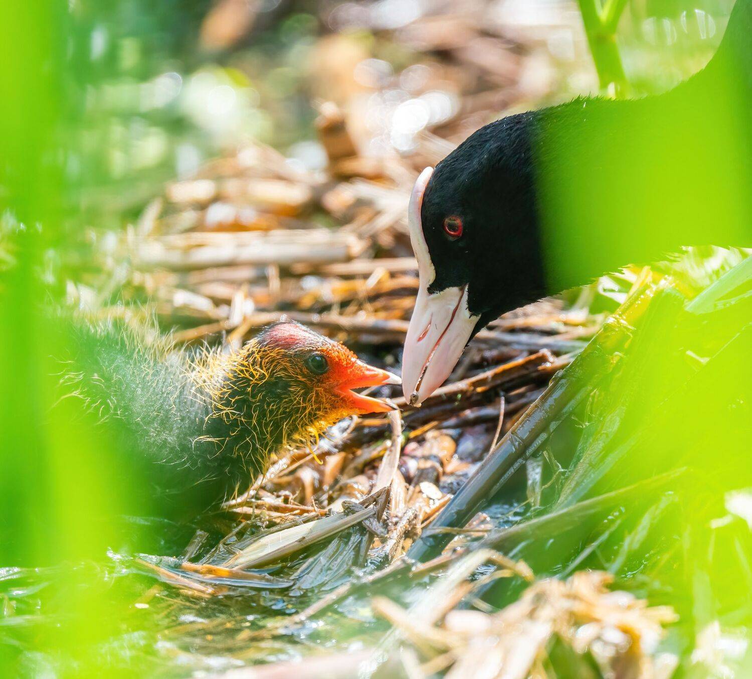 , Константин Дэм