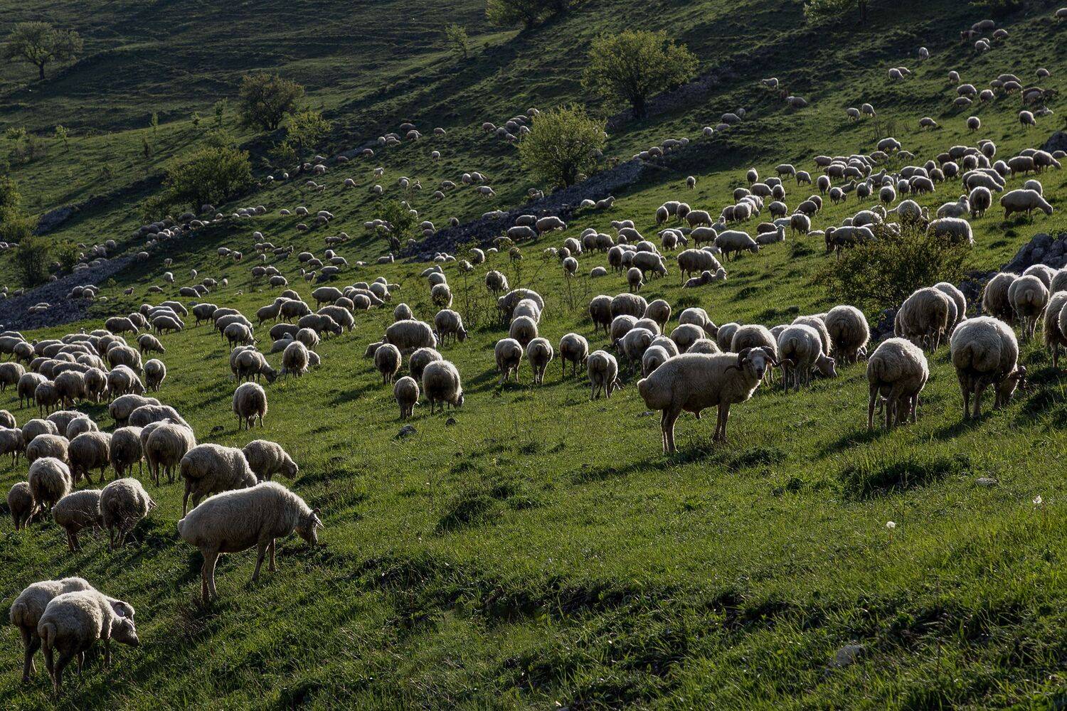 Ингушетия, Гусева Елена