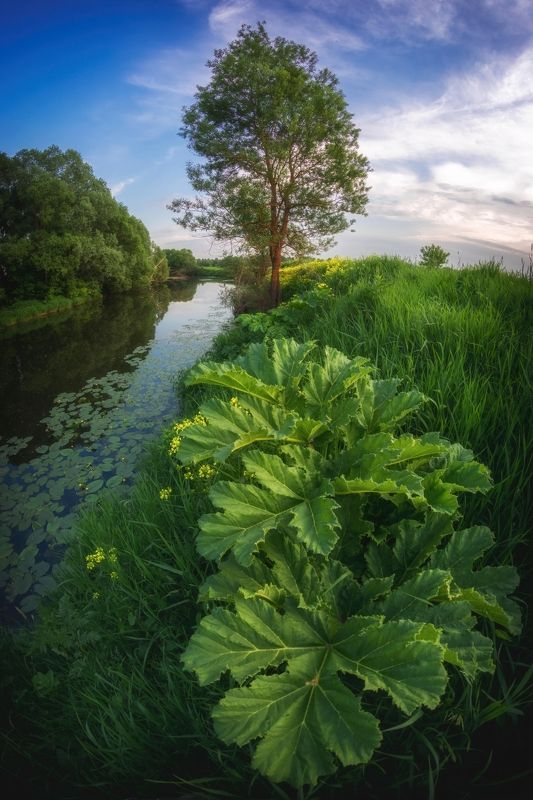 Июнь в Подмосковье фото превью