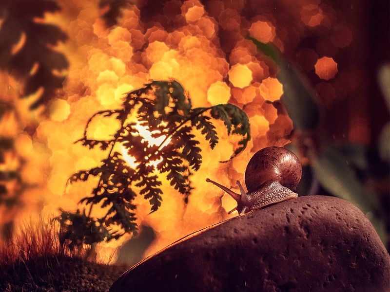 Райское утро. фото превью