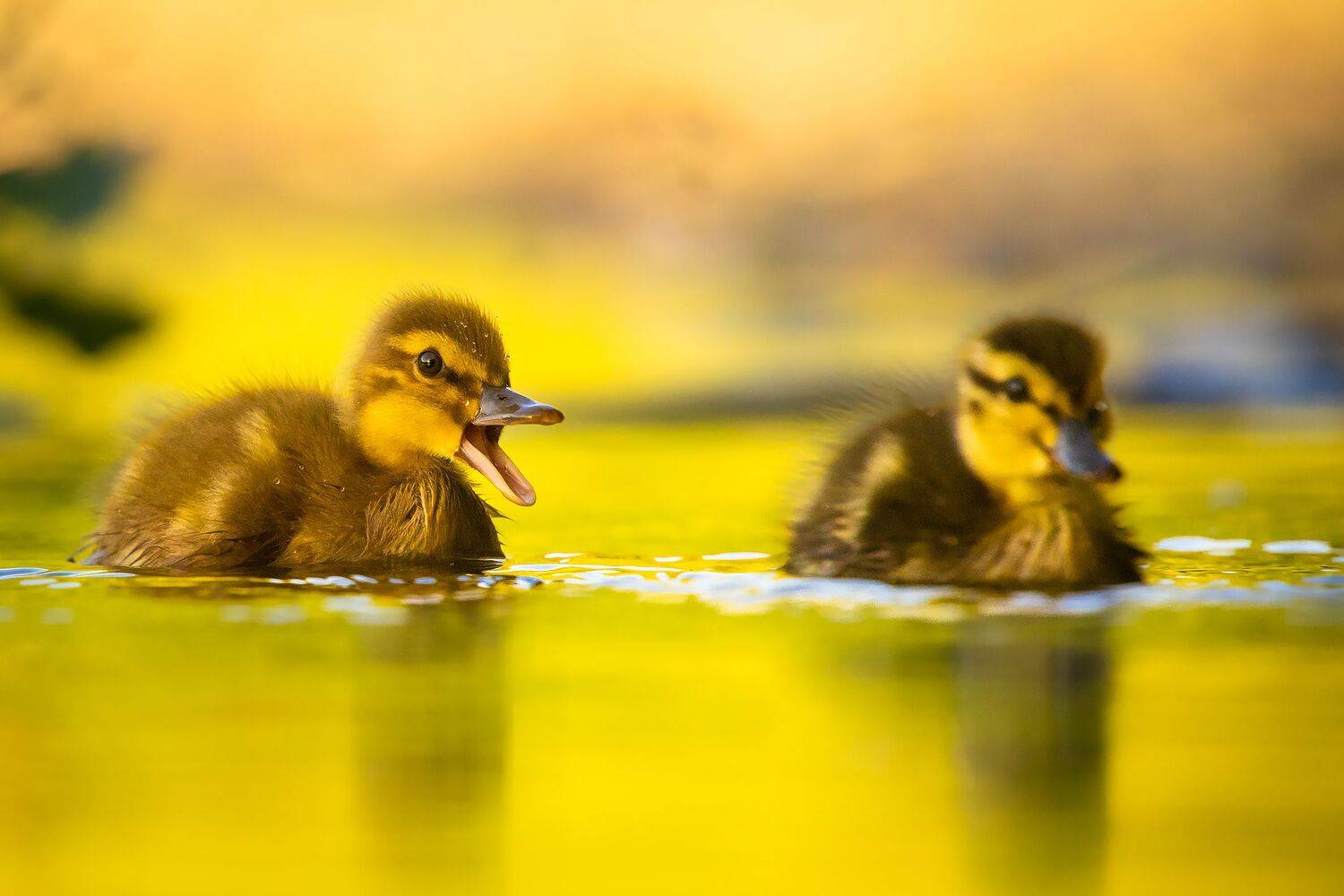 , Robert Adamec