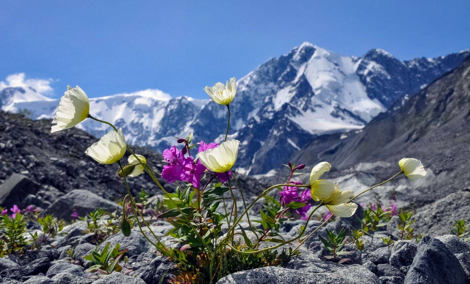 россия, горный алтай, катунский хребет, лето, цветы, полярный мак, горы, Холзаков Вячеслав