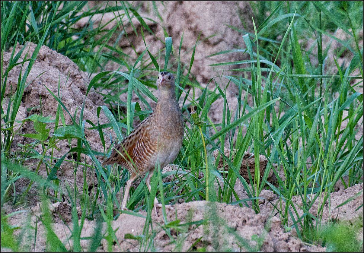 москва, парк, птица, АНАТОЛИЙ ДОВЫДЕНКО