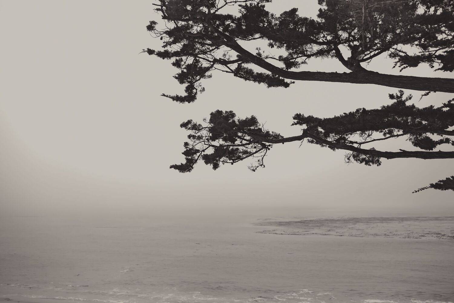 California Carmel Fog, Lilia Tkachenko