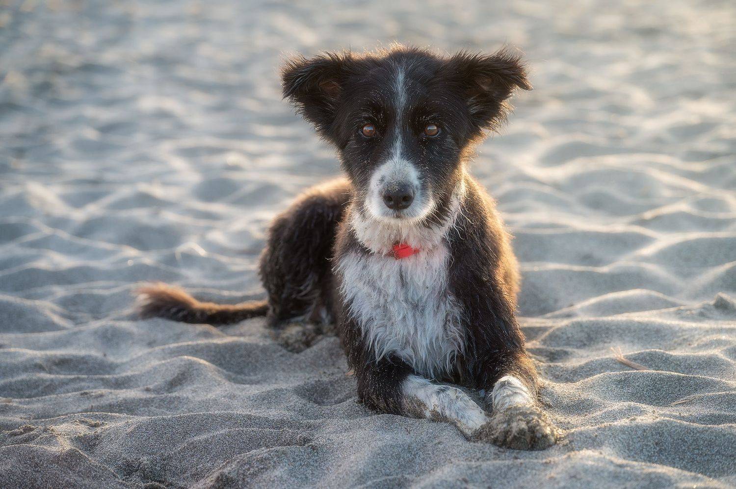 , Riccardo Caprasecca