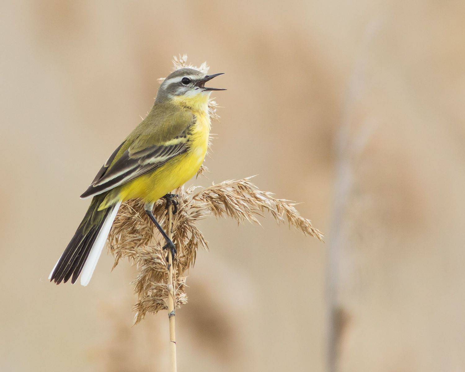 жёлтая трясогузка, Суслов Дмитрий