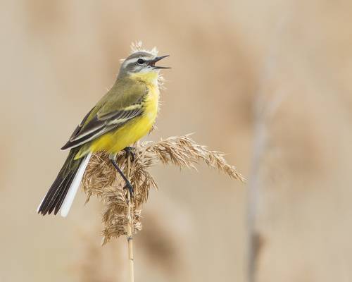 Жёлтая трясогузка