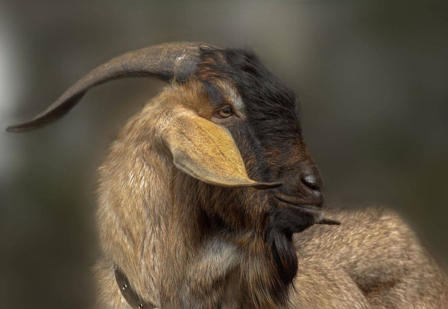 , Черновол Валентин