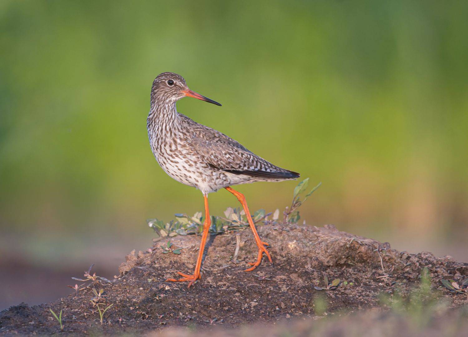 птицы,природа, лето, Андрей Киселёв