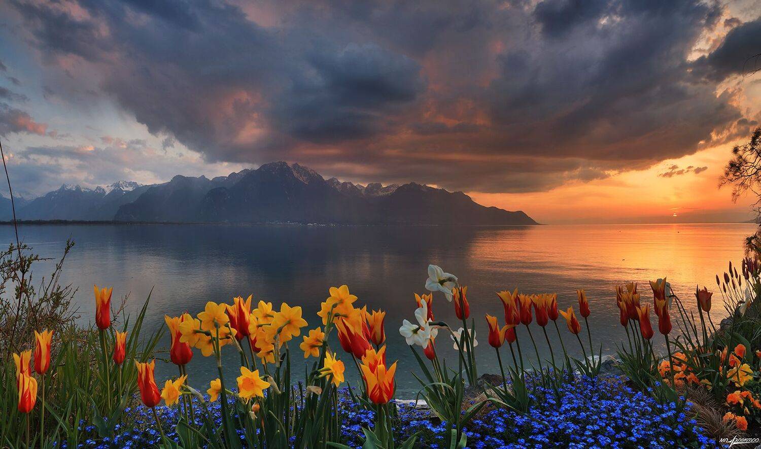 swiss, Матвеев Николай