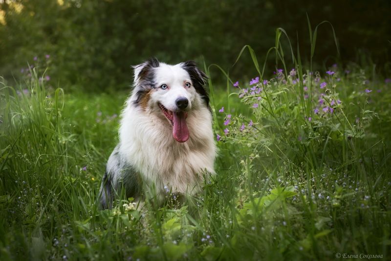 собака, аусси, лето, цветочный луг Красотка Рада фото превью