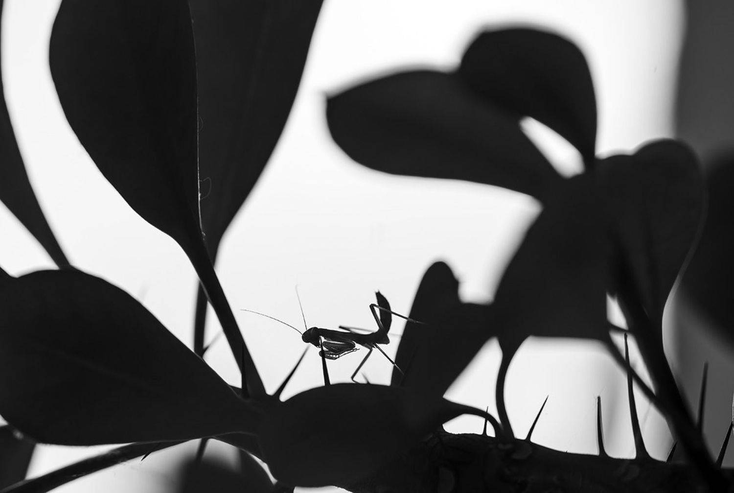 , Александр Земляной