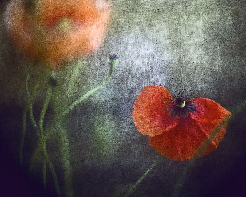 Маковые фантазии фото превью