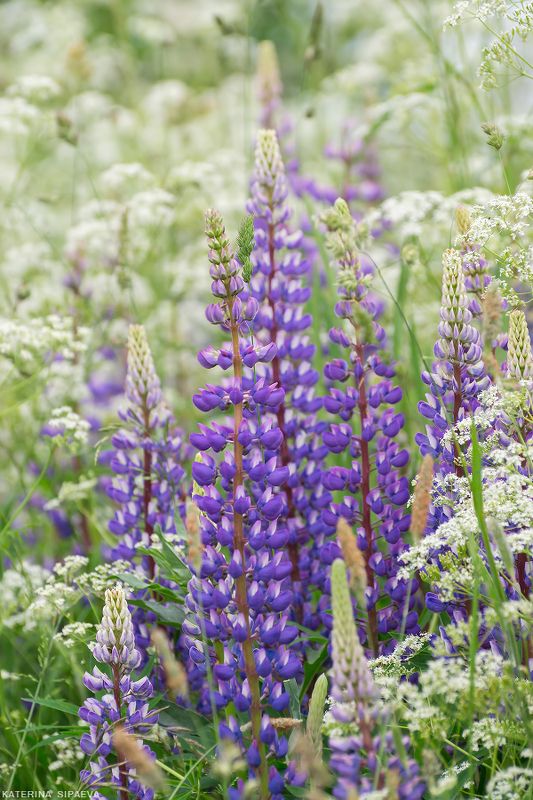 природа, лето, цветы Люпины – урашение бескрайних полей фото превью