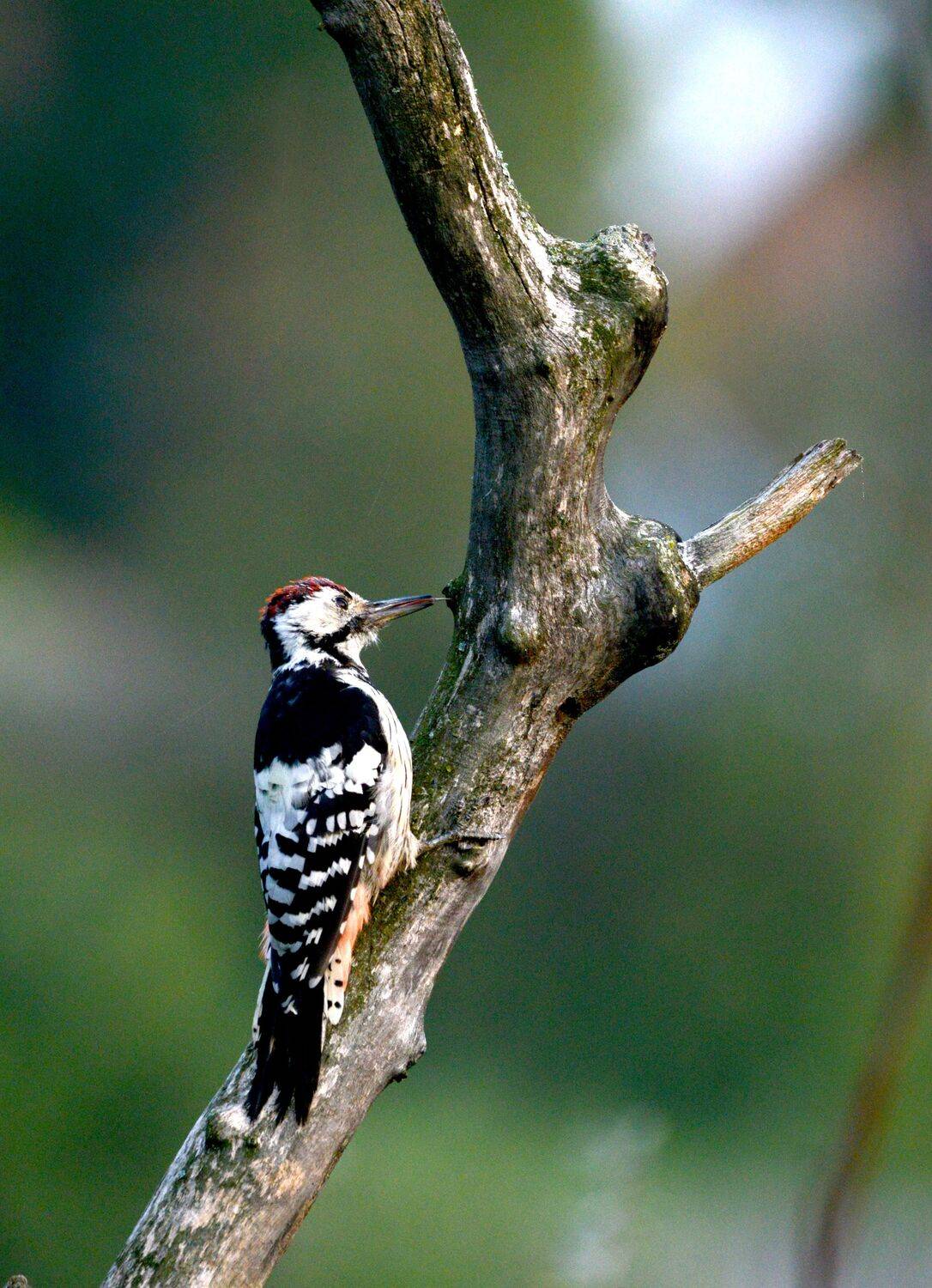 , Белоусов Михаил