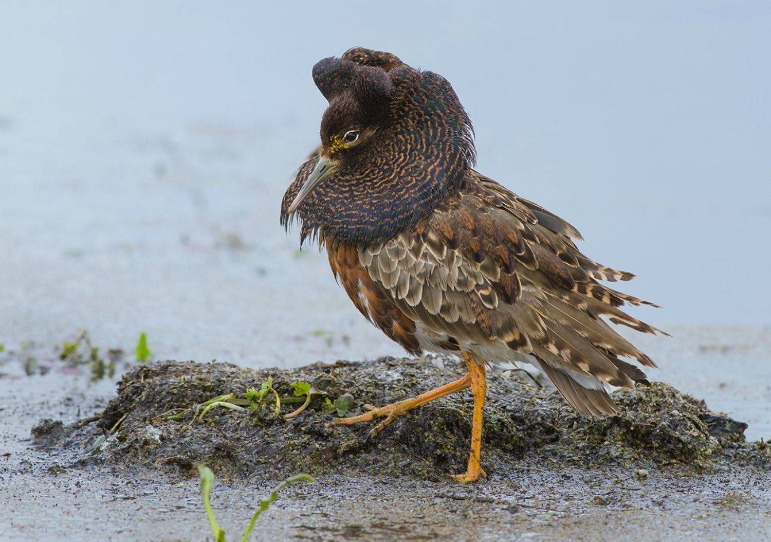 турухтан,самец,брачный наряд,май, Иван