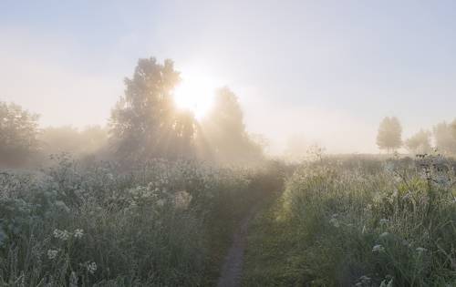 Летнее утро