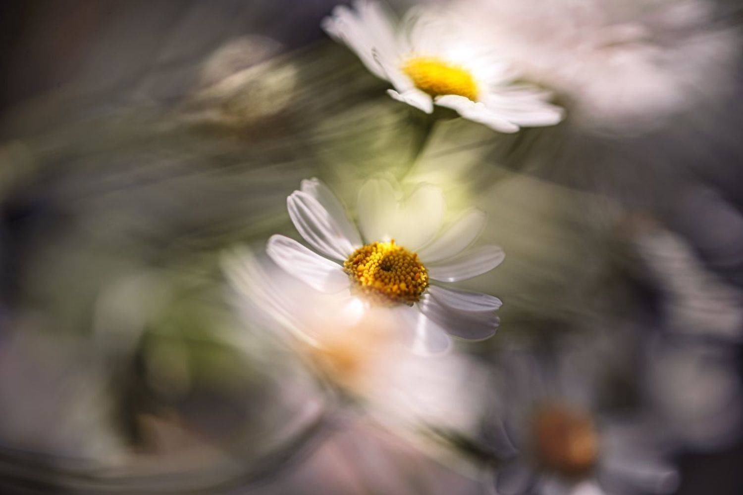 природа, макро, лето, цветы, ромашка, матрикария, Неля Рачкова