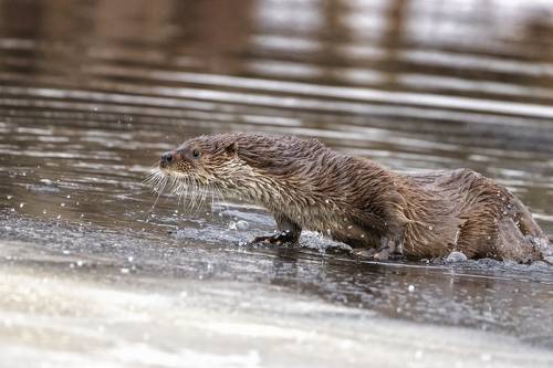 Выдра.